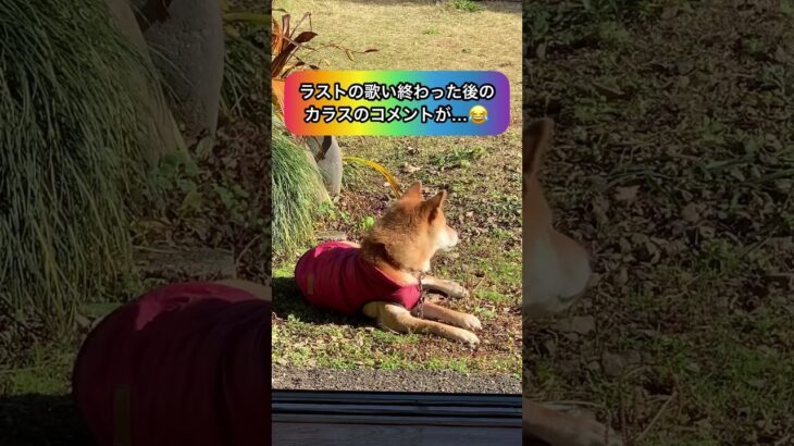 熱唱する犬😂 最後まで見て🐕 #shorts #犬 #おもしろ #かわいい #dog #shibainu #熱唱 #爆笑