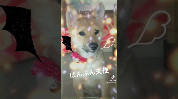 子犬時代の我が家の柴犬🐶かわいすぎる… #shorts #柴犬 #puppy