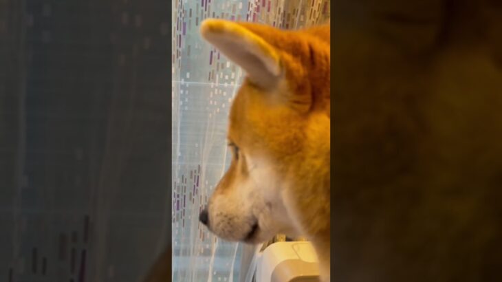 【柴犬かわいい】ご機嫌ななめな柴犬のレオくん🐕そっぽ向く表情がかわいい😍　#shorts #shibainu