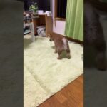 【ハプニング】犬を盗撮してたらまさかの、、、#shorts #shibainu #tiktok