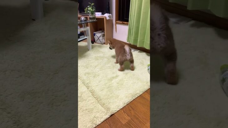 【ハプニング】犬を盗撮してたらまさかの、、、#shorts #shibainu #tiktok