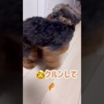 【short】みかん大好き犬🐶🍊　#short #cute #dog #かわいい #おもしろ