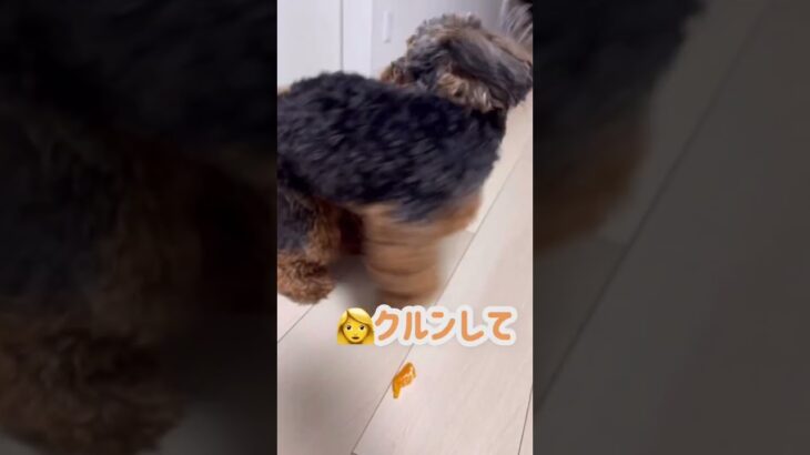 【short】みかん大好き犬🐶🍊　#short #cute #dog #かわいい #おもしろ