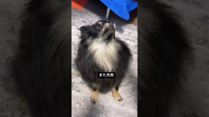 飼い主に遊ばれて渋い顔#ポメラニアン #子犬 #かわいい動物 #sosweet #puppyvideos #reelsinsta  #pomeranianpuppy  #博美犬