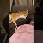 顎のせ柴犬　#柴犬 #犬のいる暮らし #癒し動画犬