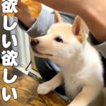 みかんが食べた過ぎる柴犬の子犬がかわいい【豆柴】