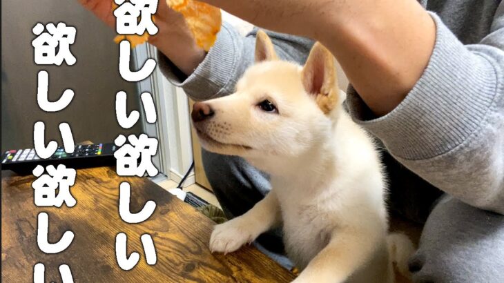 みかんが食べた過ぎる柴犬の子犬がかわいい【豆柴】