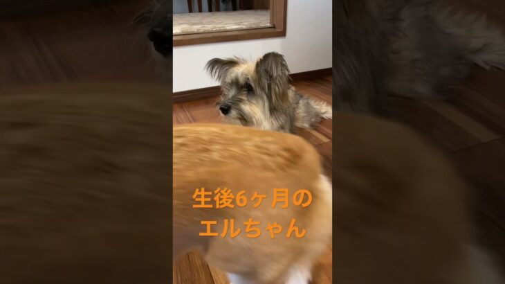 【子犬】かわいい子犬