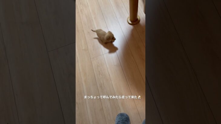 #カニヘンダックス#子犬 #よちよち歩き #かわいい