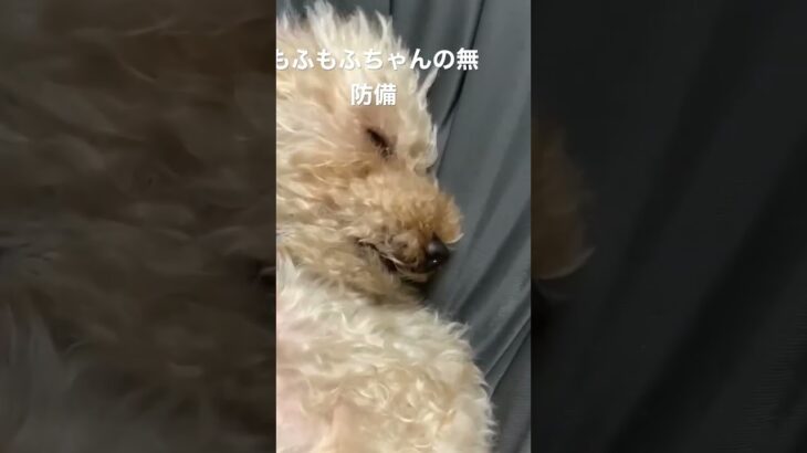 #もふもふ #老犬 #名前は #もか #モカ #癒し動画