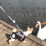 【癒し犬】ティナの初めての体験!!『山中湖遊覧船  白鳥の湖号』に乗船!!そこでまさかのハプニングが…【ティナ】