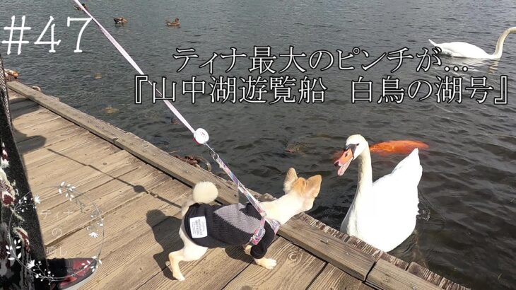 【癒し犬】ティナの初めての体験!!『山中湖遊覧船  白鳥の湖号』に乗船!!そこでまさかのハプニングが…【ティナ】