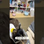 【子犬】遊んでと誘ってくるチワワがかわいい