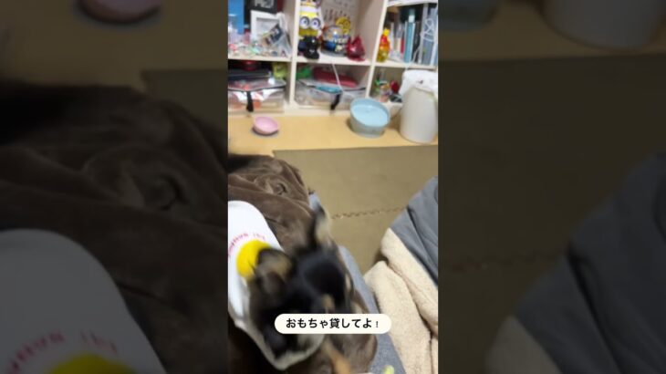 【子犬】遊んでと誘ってくるチワワがかわいい