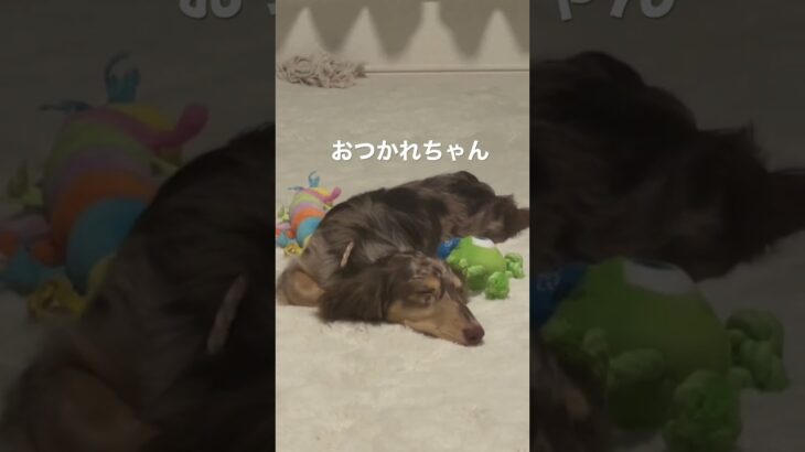 うたたねやまと #ちまやま #ダックス #癒し犬 #多頭飼い #ふわもこ部