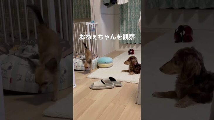 カンサツヤマト #ちまやま #癒し犬 #チワックス #ダックス #多頭飼い