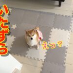 バレてるのに平然と、とぼける子犬が可愛い❤️