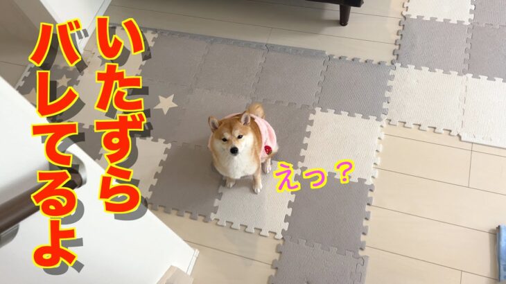 バレてるのに平然と、とぼける子犬が可愛い❤️