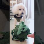 ブロッコリーと犬🥦#癒し動画  #かわいい犬 #ペット動画 #トイプードル #シュール動画