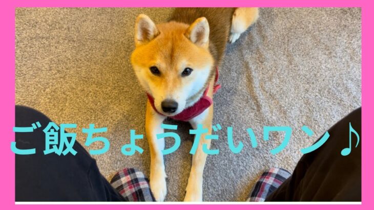 【柴犬かわいい】お腹が空いてワン♪とおしゃべりする柴犬のレオがかわいい(^^)