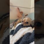 寝ちまき #ちまやま #癒し犬 #チワックス #ふわもこ部