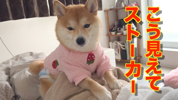 家事中に振り返ると、必ずちょこんと座っている可愛い子犬❤️