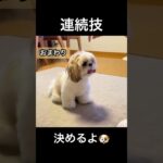 1歳で頑張った犬芸7種🐶#shihtzu #シーズー #可愛い #子犬 #犬 #癒し #犬芸 #しつけ