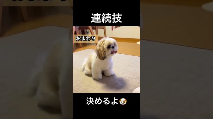 1歳で頑張った犬芸7種🐶#shihtzu #シーズー #可愛い #子犬 #犬 #癒し #犬芸 #しつけ