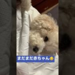 トントンで寝る犬(4歳)。 #いぬとの暮らし #チワプー #shorts #ウトウト #かわいい犬 #犬 #でかプードル #癒し