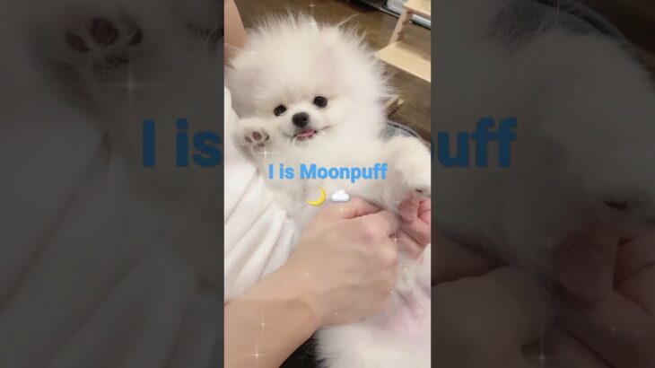 HENLO I AM MOONPUFF 🌙 ☁️ #cute #pomeranian #puppy #whitepomeranian #kawaii #いぬ #犬#かわいい #犬暮らし#子犬