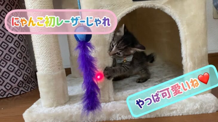 【狆とミニチュアダックスのMIX犬&保護猫】レーザーじゃれじゃれにハマった日