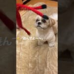 飼い主VS塩対応シーズー #shihtzu #シーズー #可愛い #犬 #子犬 #癒し