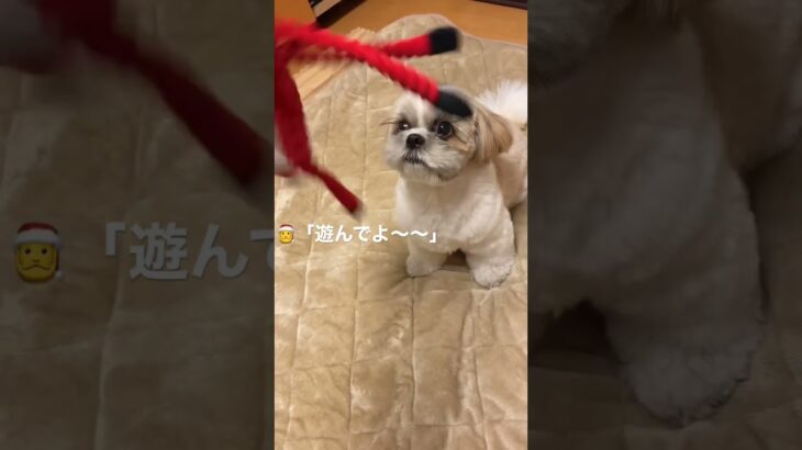 飼い主VS塩対応シーズー #shihtzu #シーズー #可愛い #犬 #子犬 #癒し