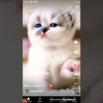 cute kittens  are showing かわいい子犬たちが登場 귀여운 강아지들이 보여요 stanno mostrando cuccioli carini 🍬🍬🐾😛😜