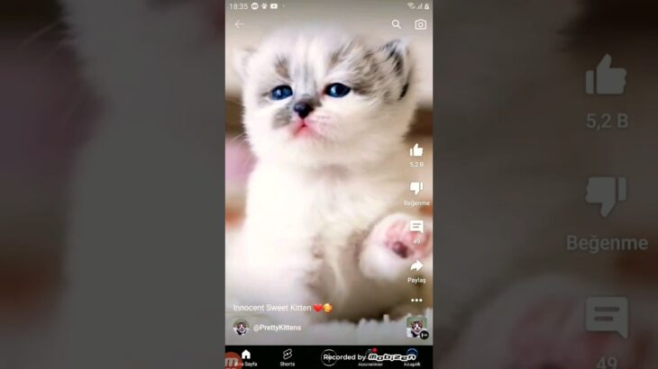 cute kittens  are showing かわいい子犬たちが登場 귀여운 강아지들이 보여요 stanno mostrando cuccioli carini 🍬🍬🐾😛😜