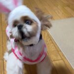 【荒ぶるシーズー犬】不服なウサギいぬ/帽子/被り物/可愛い/おもしろ/shih tzu dog and rabbit hat