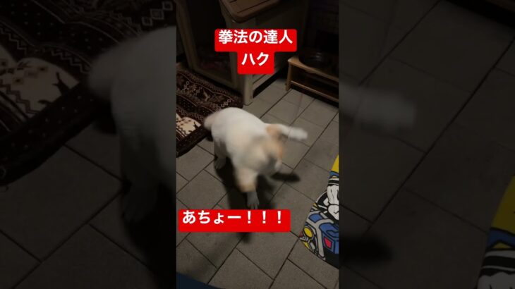 拳法の達人　ハク　【柴犬】　#shorts 　#柴犬　#子犬　#癒やし #かわいい #仔犬　#可愛い