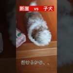 【子犬】生まれて初めての葛藤#shorts #おもしろ #いぬ