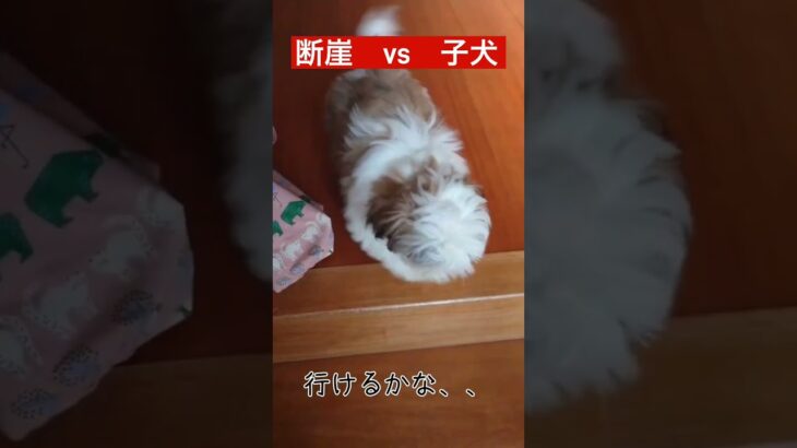 【子犬】生まれて初めての葛藤#shorts #おもしろ #いぬ