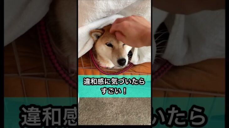 違和感に気づいたらすごい！😳 犬猫飼ってなくてもわかる人はわかるかも😁 #shorts #犬 #クイズ #謎解き #違和感 #おもしろ #かわいい #直感 日常 しばいぬ