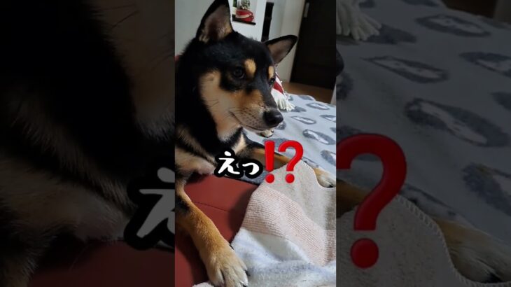 【豆柴】だらしなくなっちゃった柴犬 #shorts #かわいい犬 #おもしろ