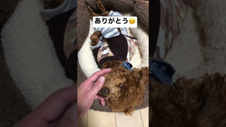 誕生日おめでとう🎁そして、おやすみ#shorts#犬#癒し#誕生日