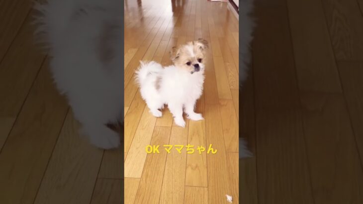 ボールを取るトアちゃんかわいすぎ〜#shorts #dog #子犬 #かわいい犬