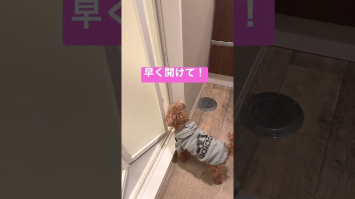 扉の先には、、、 #shorts #dog #犬 #tiktok #おもしろ #動物 #cute #トイプードル #可愛い #野生動物 #youtubeshorts