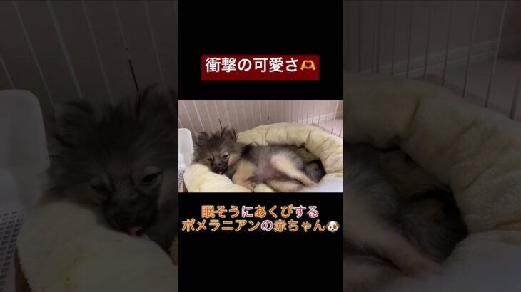 子犬のあくびが衝撃の可愛さだったので　#shorts #子犬 #ポメラニアン #tiktok #pomeranian #ウルフセーブル #かわいい犬 #もふもふ #癒し