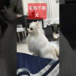 #癒し系 #ポメラニアン #かわいい犬