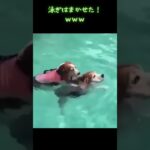 泳がない犬ｗｗ