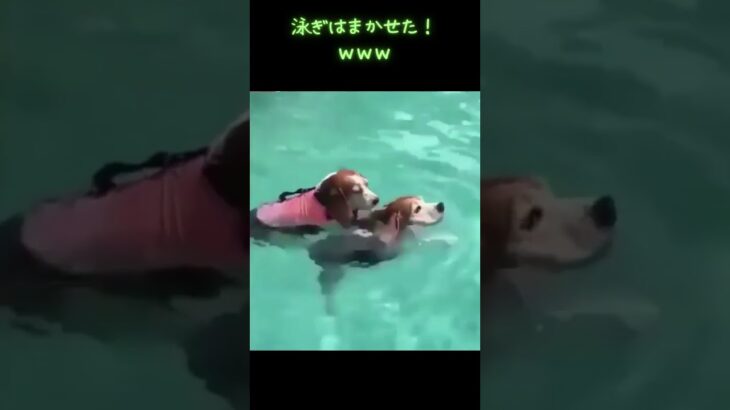 泳がない犬ｗｗ