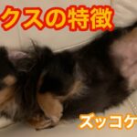 【ズッコケ犬】カニンヘンダックス　高い所がお好き