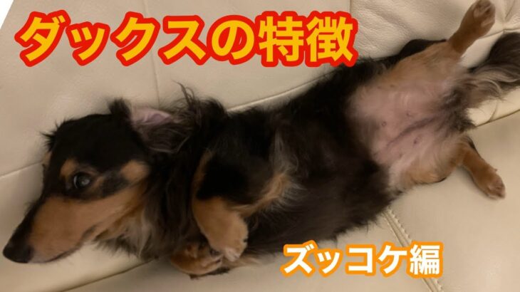 【ズッコケ犬】カニンヘンダックス　高い所がお好き